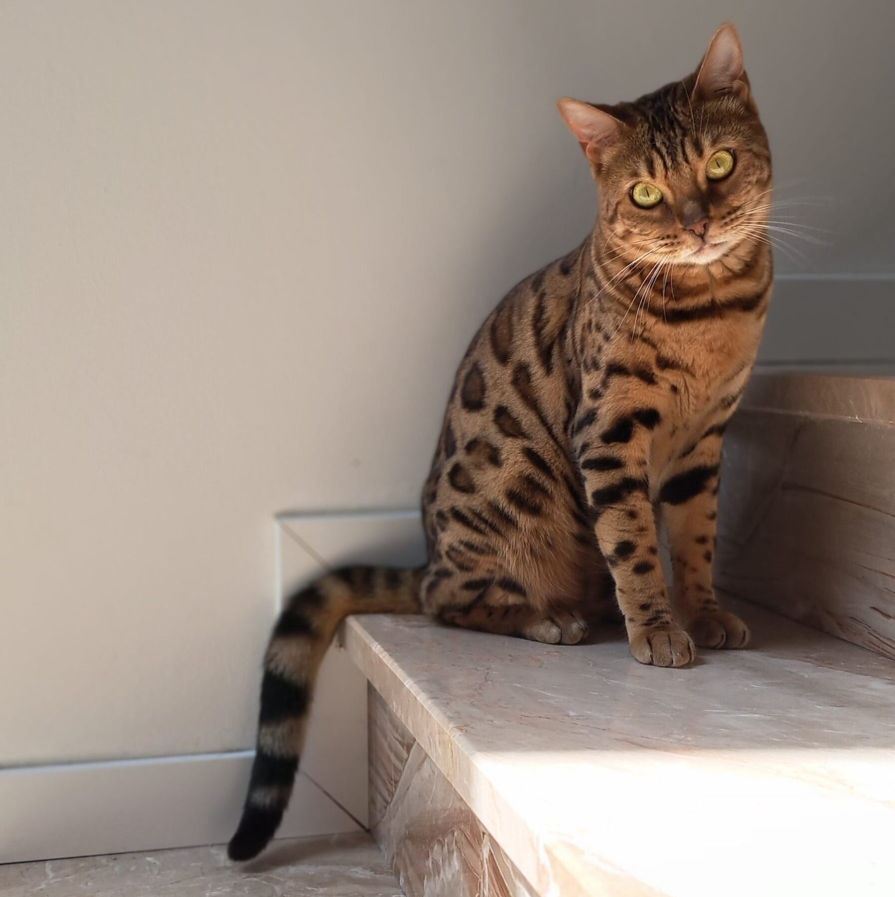gatto del bengala