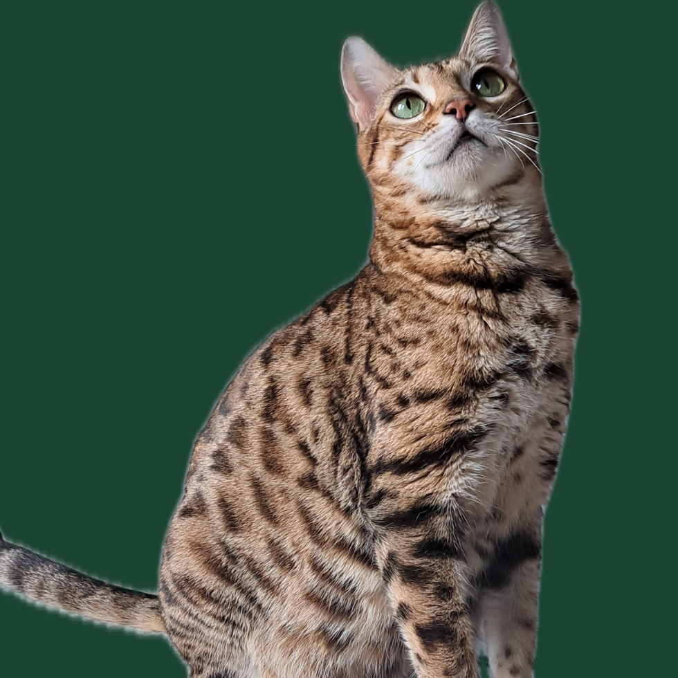 bengal brown