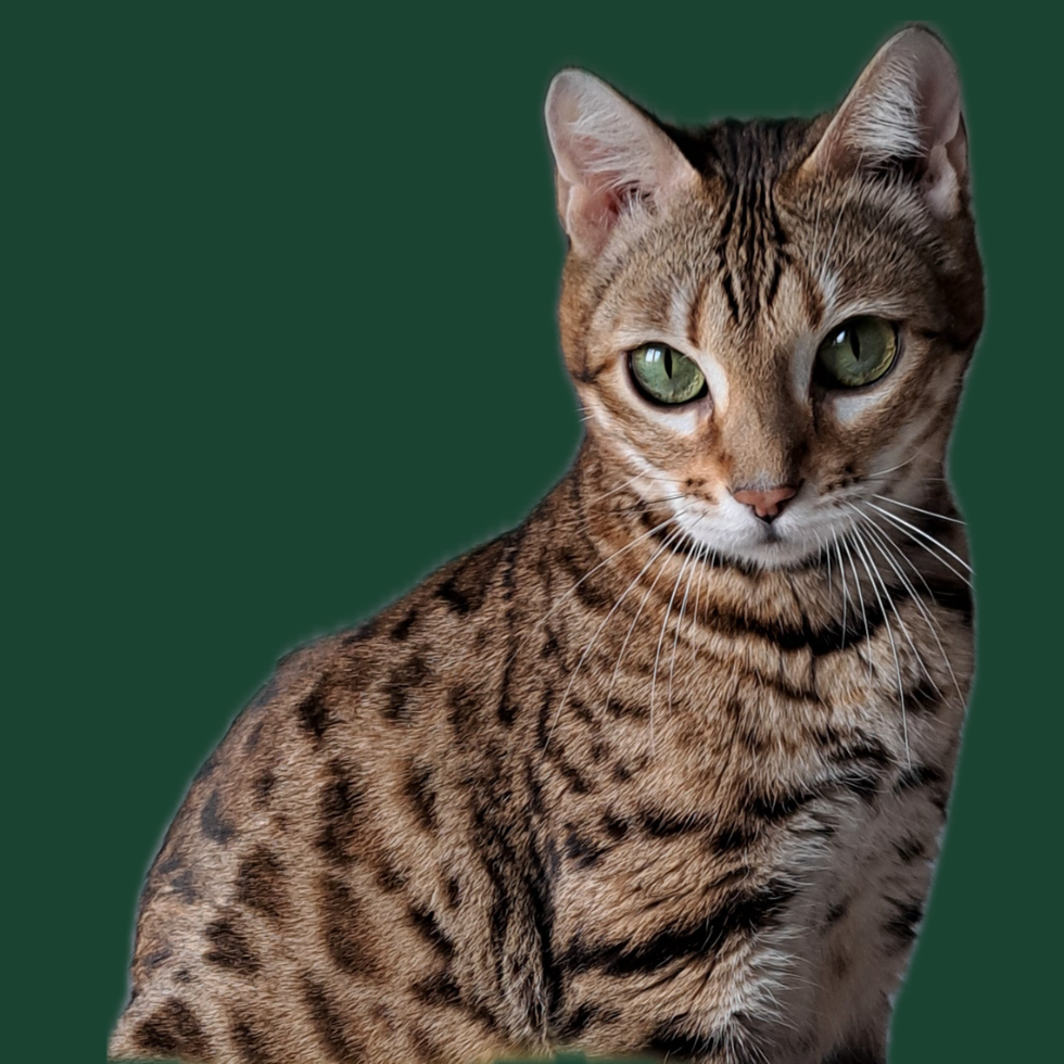 wild bengal