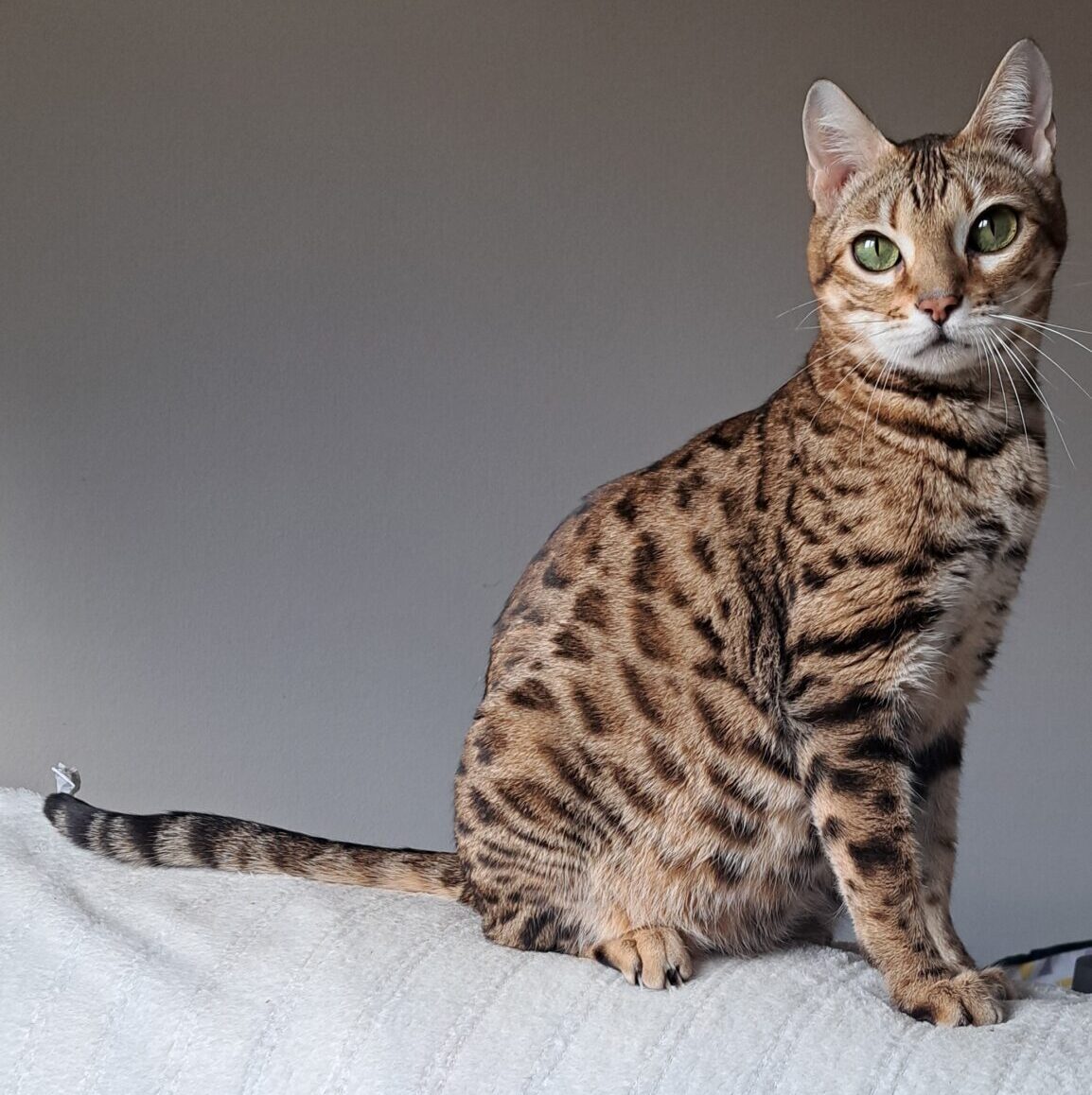 bengal brown