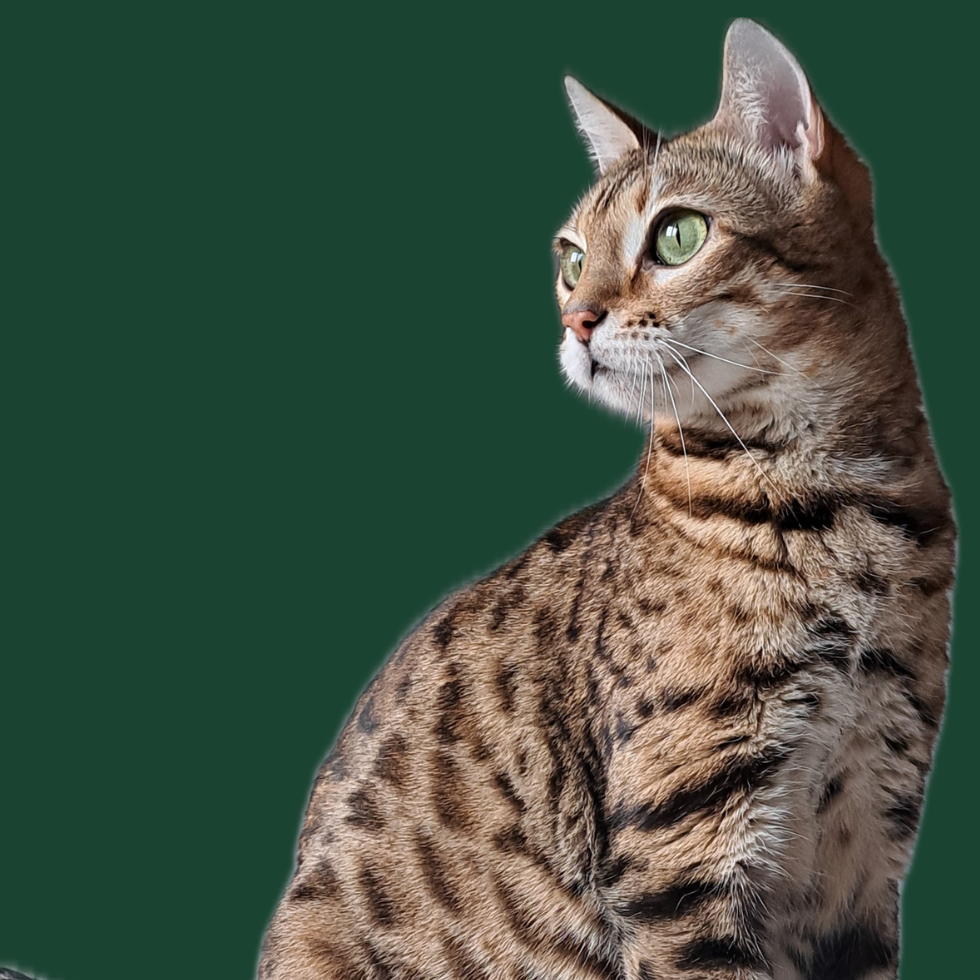 wild bengal
